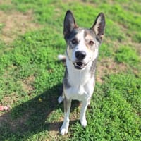 ROX, chien à adopter
