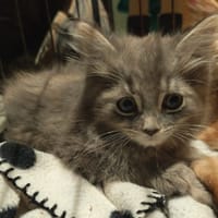 JAQ, chat à adopter