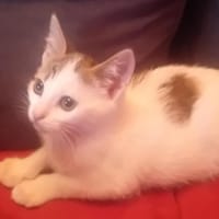 Fan, chat à adopter