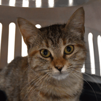 Papaye, chatte à adopter
