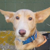 CHINOOK, chien à adopter