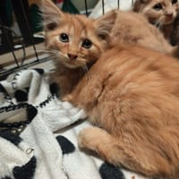 KAIRO, chat à adopter