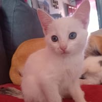 Fantaisy, chatte à adopter