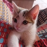 Filou, chat à adopter