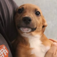 belune, chienne à adopter