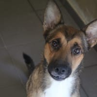 veko, chien à adopter