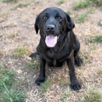 Ruby CAA16103, chienne à adopter