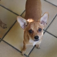 baby, chienne à adopter