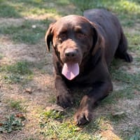 Raya CAA16102, chienne à adopter