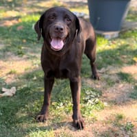 Sibelle CAA16108, chienne à adopter