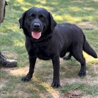 Totos CAA16111, chien à adopter