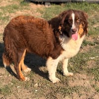 Luciole CAA16116, chienne à adopter