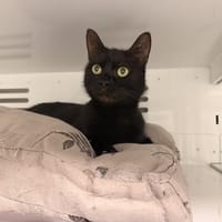 MAMNOON, chatte à adopter