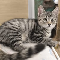 Batam, chat à adopter