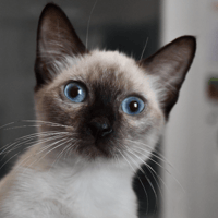 chaésoup, chat à adopter