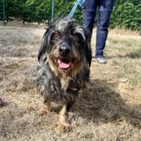 KHAYA, chienne à adopter