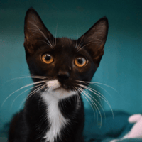 blacky (en cours d'adoption), chat à adopter