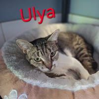 ULYA, chatte à adopter