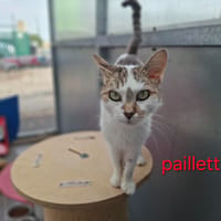 Paillette, chatte à adopter