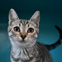 Leo (en cours d'adoption), chat à adopter