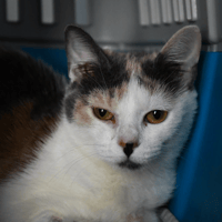 Mélodie, chatte à adopter