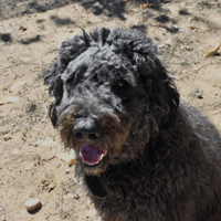 Kakou, chien à adopter