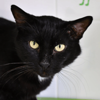 Bellini, chat à adopter