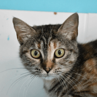 Plume, chatte à adopter