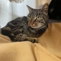 CANELLE, chatte à adopter
