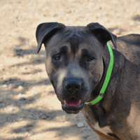 Vlade, chien à adopter
