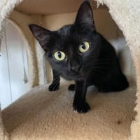 PEARL, chatte à adopter