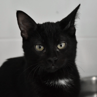 AIKO, chat à adopter