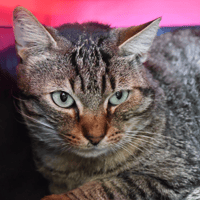 JIMMY, chat à adopter