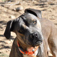Vénus, chienne à adopter