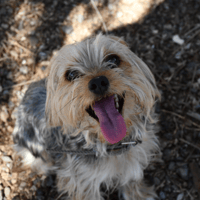 GOLIATH (en cours d'adoption), chien à adopter
