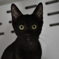 Néon (en cours d'adoption), chat à adopter
