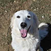 NALA "en cours d'adoption", chienne à adopter