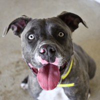 ZOYA, chienne à adopter
