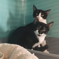 LIVARET, chatte à adopter