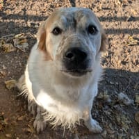 FILOU, chien à adopter