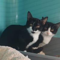 CHABICHOU, chatte à adopter