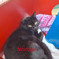 Noiroux, chat à adopter