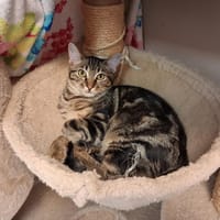onolulu, chat à adopter