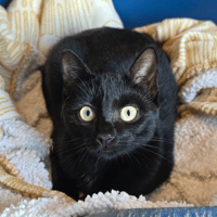 NYX, chatte à adopter