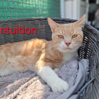 Intuition, chat à adopter