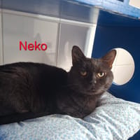 Neko, chat à adopter