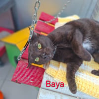 Baya, chatte à adopter