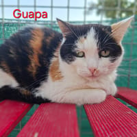 GUAPA, chatte à adopter