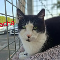 SACHA, chat à adopter