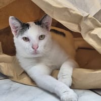 ADIBOU, chat à adopter